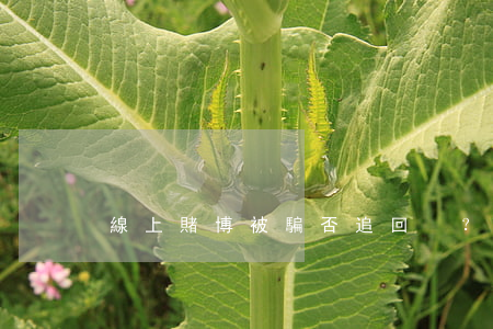 線上賭博被騙否追回？